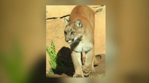 Zoo Staff Mourns the Loss of Paso