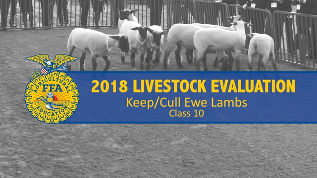 2018 Livestock – Class 10 Keep-Cull Ewe Lambs