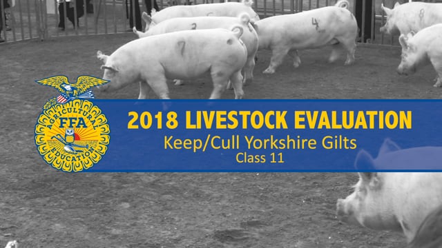2018 Livestock – Class 11 Keep-Cull Yorkshire Gilts