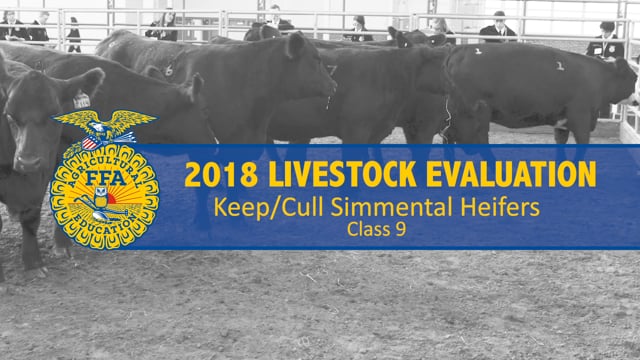 2018 Livestock – Class 9 Keep-Cull Simmental Heifers