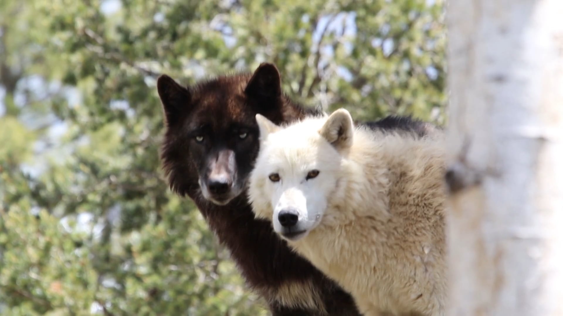 Mission Wolf Experiment in Living Trailer