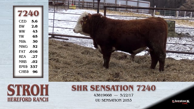 Lot #7240 - SHR SENSATION 7240