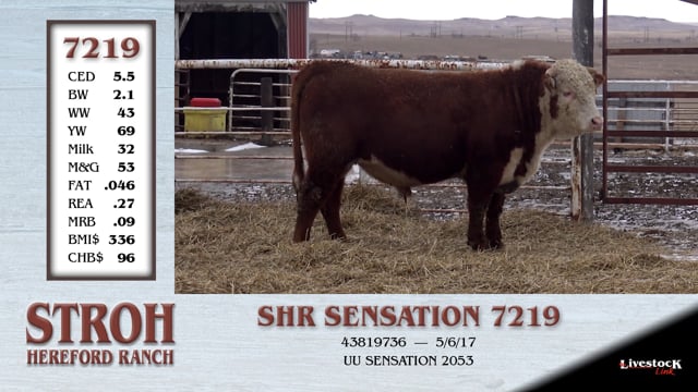 Lot #7219 - SHR SENSATION 7219