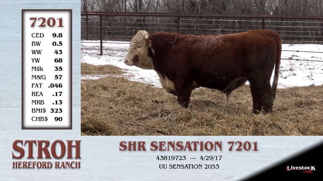Lot #7201 - SHR SENSATION 7201
