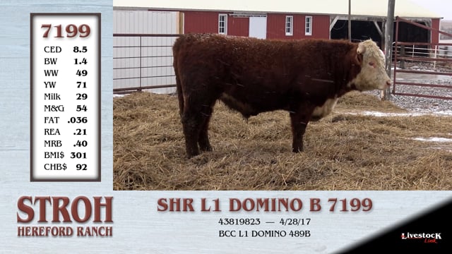 Lot #7199 - SHR L1 DOMINO B 7199