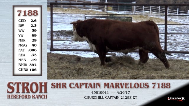 Lot #7188 - SHR CAPTAIN MARVELOUS 7188