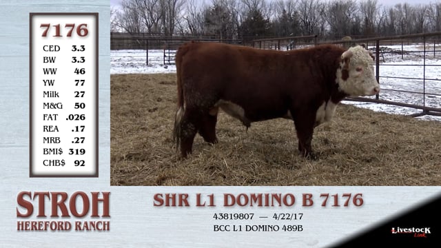 Lot #7176 - SHR L1 DOMINO B 7176