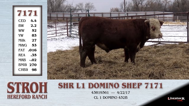 Lot #7171 - SHR L1 DOMINO SHEP 7171