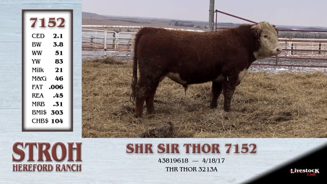 Lot #7152 - SHR SIR THOR 7152