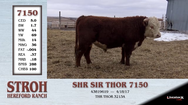 Lot #7150 - SHR SIR THOR 7150