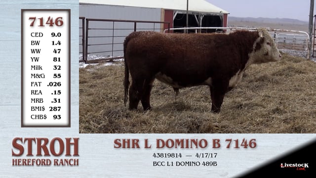 Lot #7146 - SHR L1 DOMINO B 7146