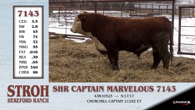 Lot #7143 - SHR CAPTAIN MARVELOUS 7143