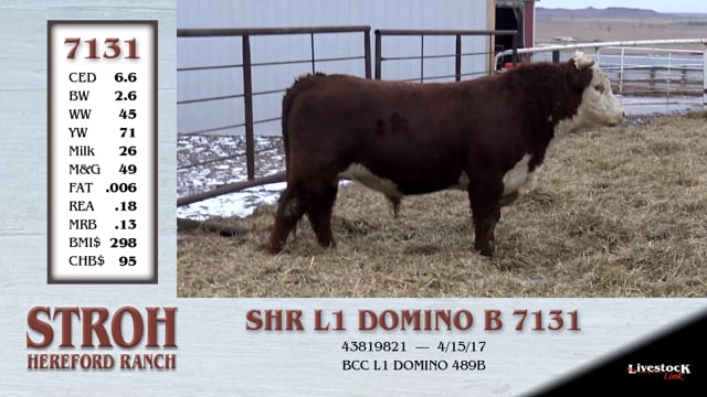 Lot #7131 - SHR L1 DOMINO B 7131