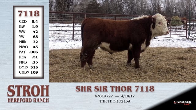Lot #7118 - SHR SIR THOR 7118