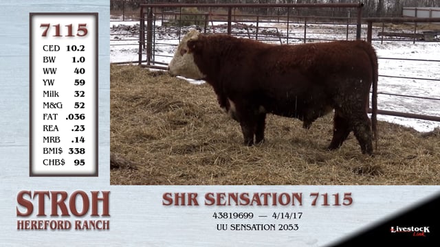 Lot #7115 - SHR SENSATION 7115