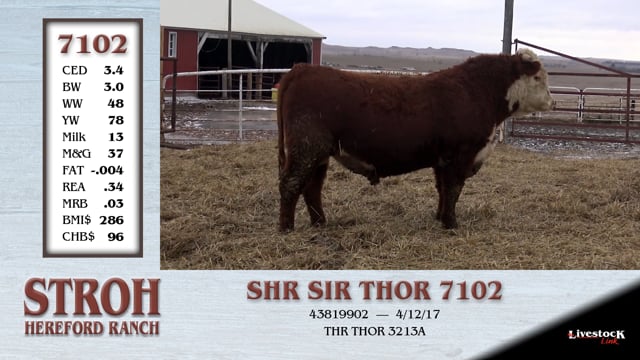 Lot #7102 - SHR SIR THOR 7102