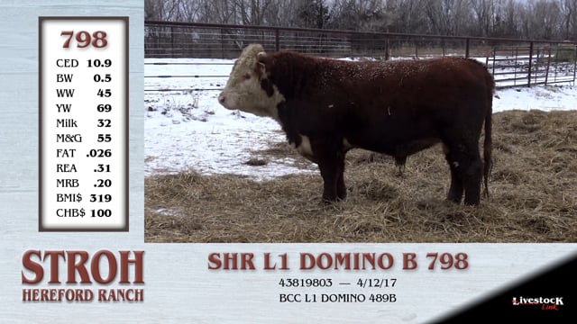 Lot #798 - SHR L1 DOMINO B 798