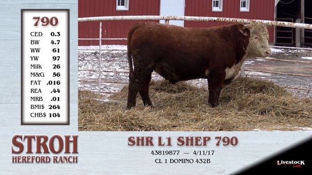 Lot #790 - SHR L1 SHEP 790