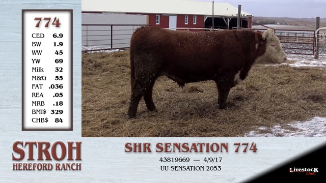 Lot #774 - SHR SENSATION 774