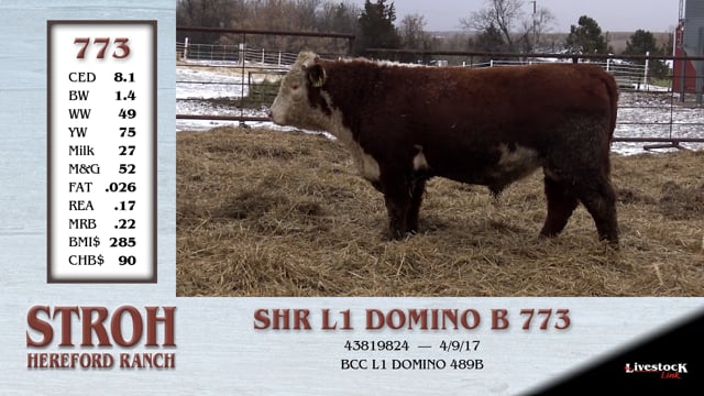 Lot #773 - SHR L1 DOMINO B 773
