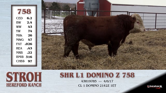 Lot #758 - SHR L1 DOMINO Z 758