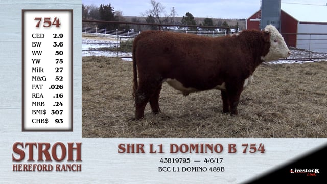 Lot #754 - SHR L1 DOMINO B 754