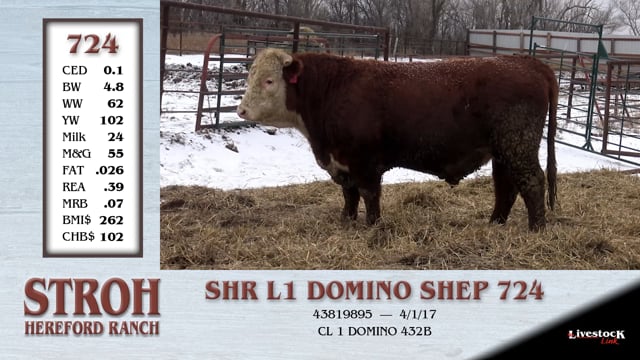 Lot #724 - SHR L1 DOMINO SHEP 724