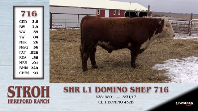 Lot #716 - SHR L1 DOMINO SHEP 716