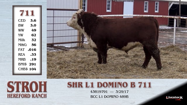 Lot #714 - STR L1 DOMINO SHEP 714E