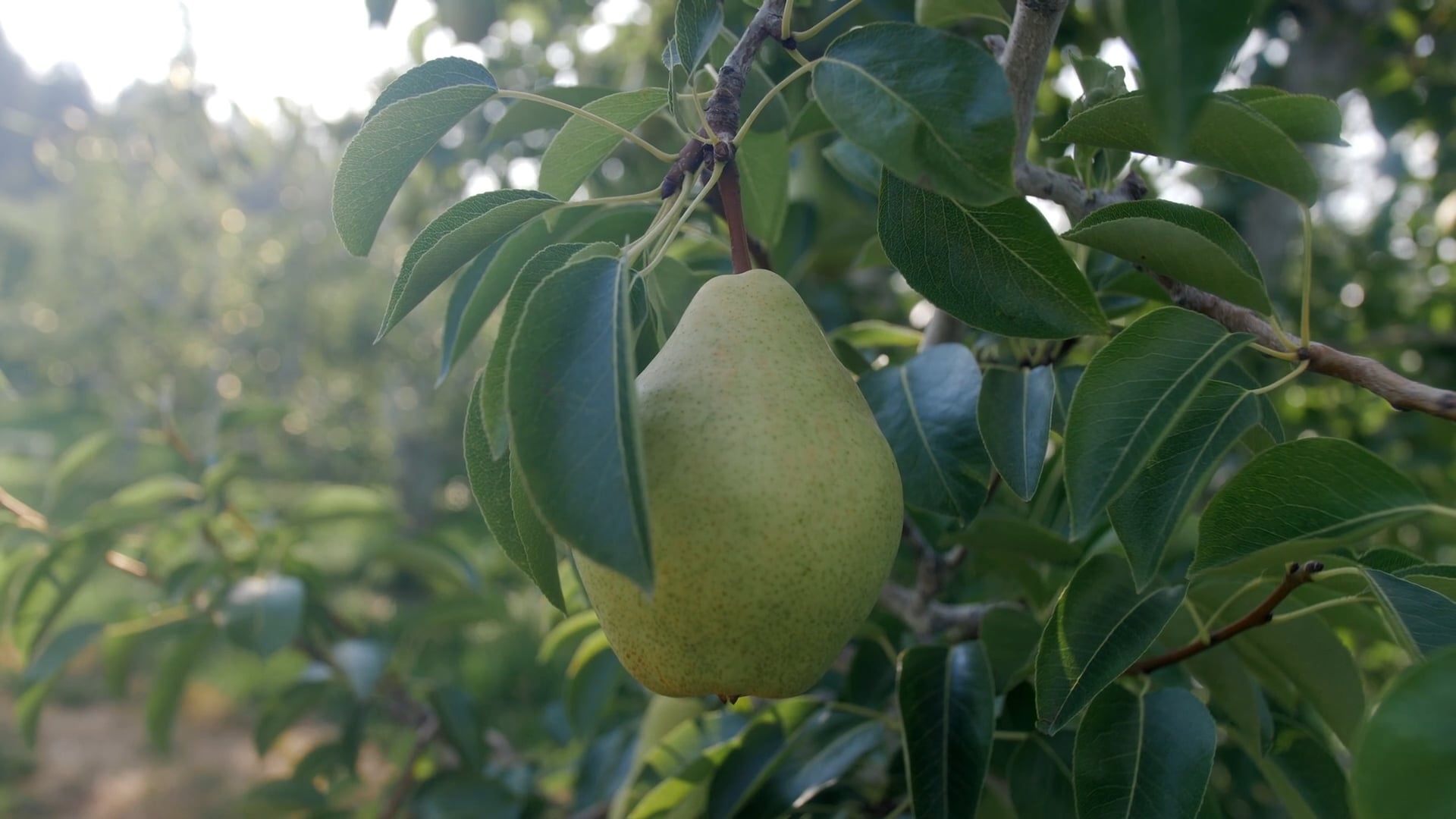 The Perfect Pear