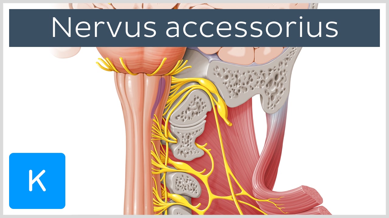 Nervus accessorius