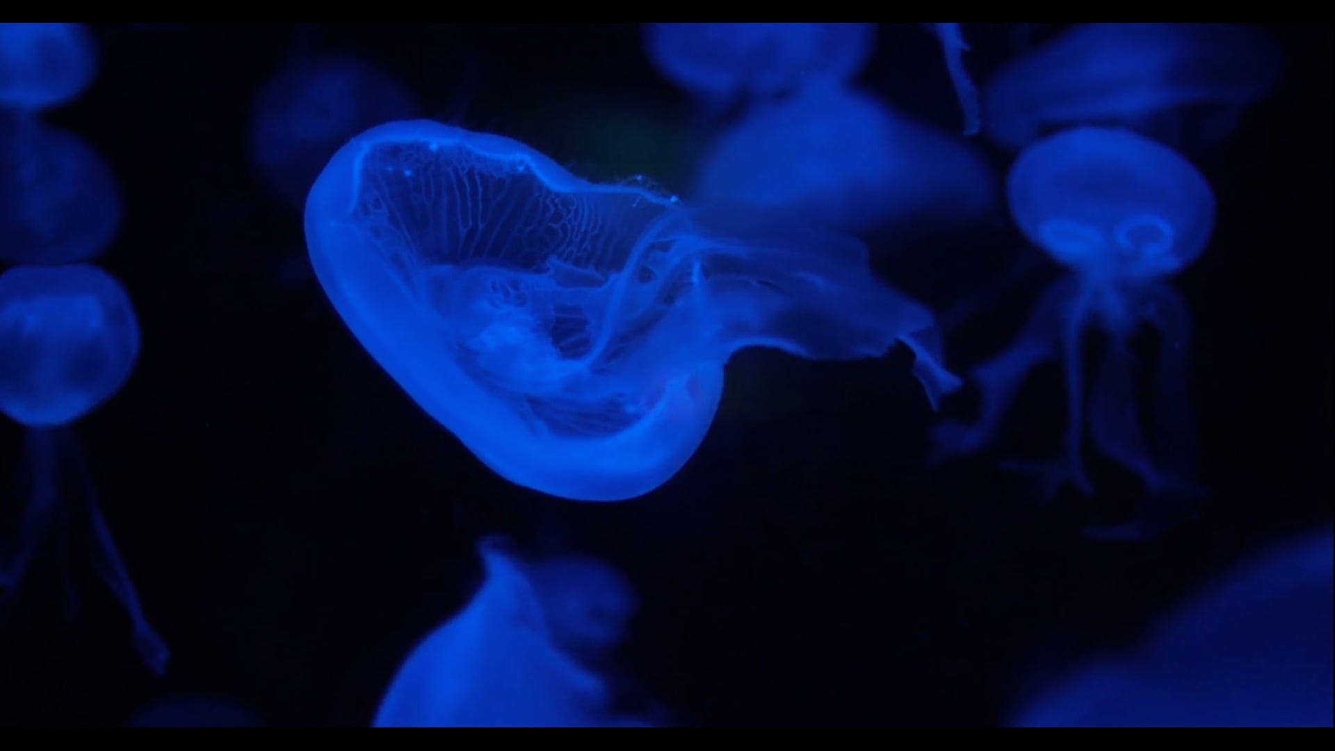 Blue - Pitch Teaser