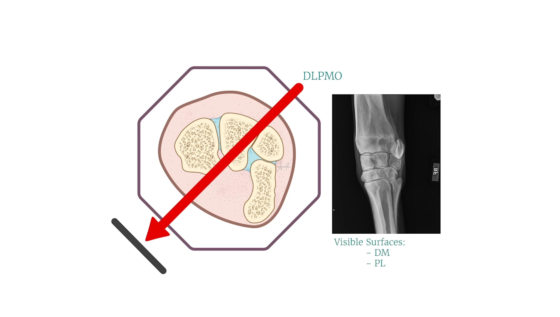 Equine Carpus Radiology Videos - Radiology – Basic concepts on Vimeo