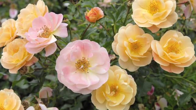 Spring Care And Pruning Tips For Flower Carpet Roses Anthony Tesselaar Plants
