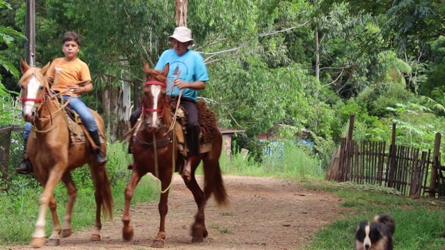 Nature, Horse, Horses. Free Stock Video - Pixabay