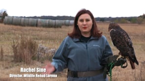 Wildlife Rehab Lorena