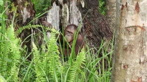 Step into the Wild - Borneo Orangutan Conservation Trip