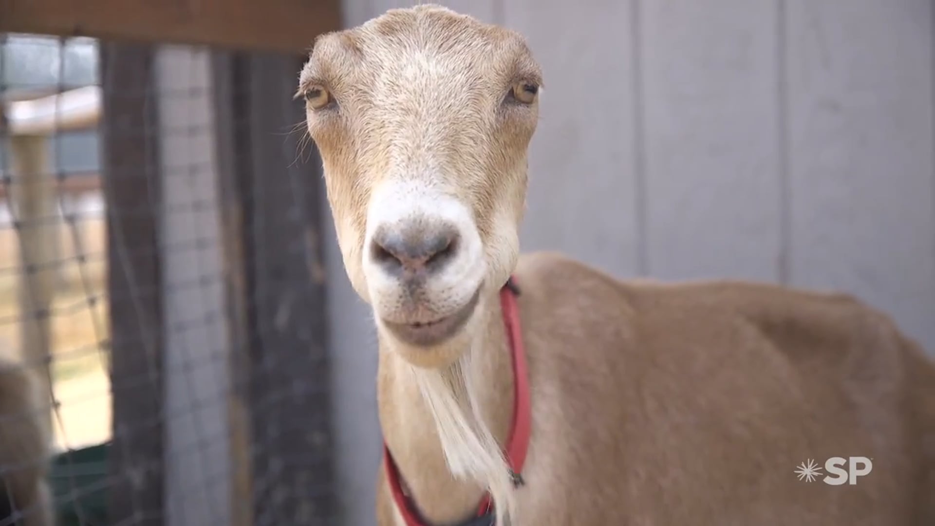 More than Milk: Building a New Generation of Farmers One Goat at a Time