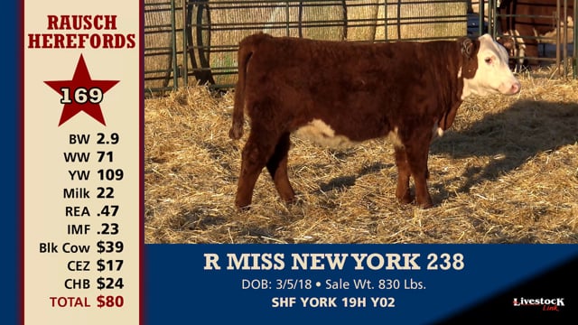 Lot #169 - R MISS NEW YORK 238