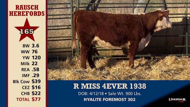 Lot #165 - R MISS 4EVER 1938