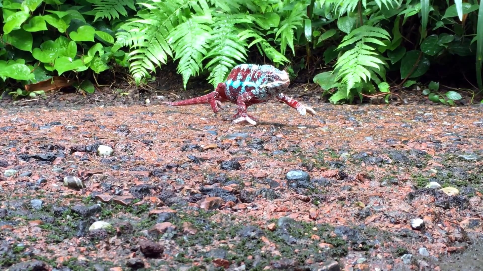 Everything Is Like Survival