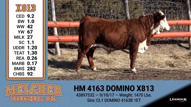 Lot #813 - HM 4163 DOMINO X813