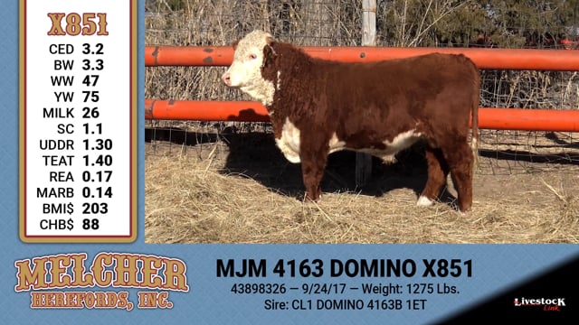 Lot #851 - MJM 4163 DOMINO X851