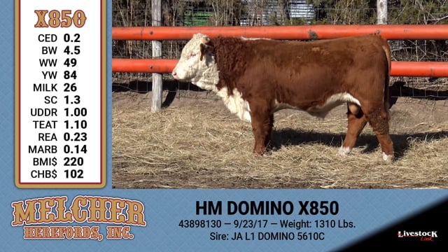 Lot #850 - HM DOMINO X850