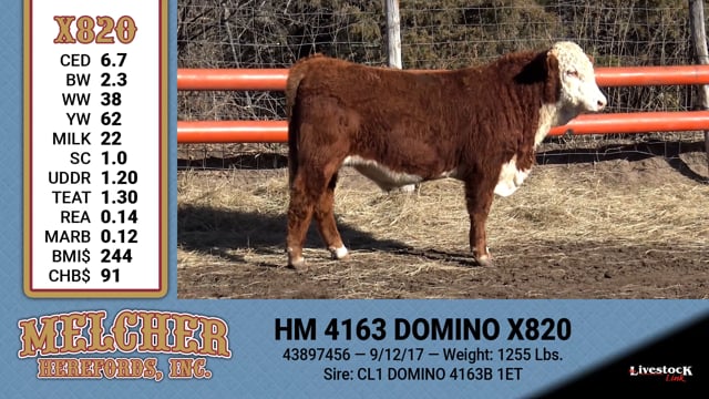 Lot #820 - HM 4163 DOMINO X820