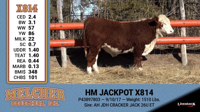 Lot #814 - HM JACKPOT X814