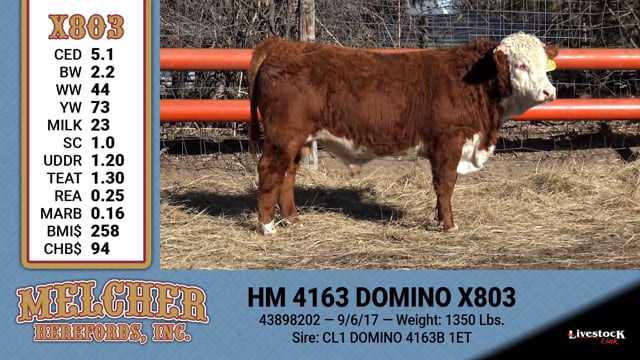 Lot #803 - HM 4163 DOMINO X803