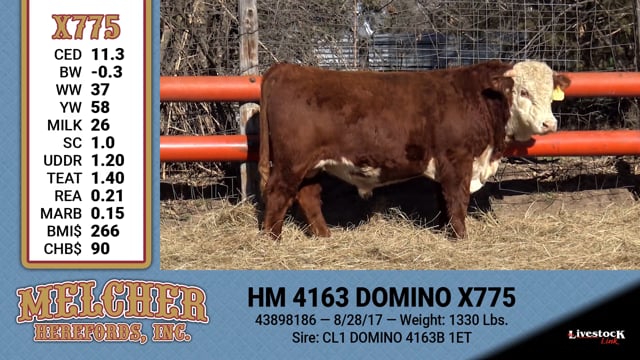 Lot #775 - HM 4163 DOMINO X775