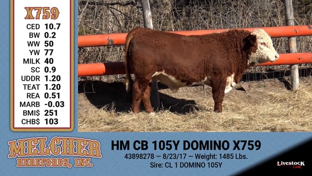 Lot #759 - HM CB 105Y DOMINO X759