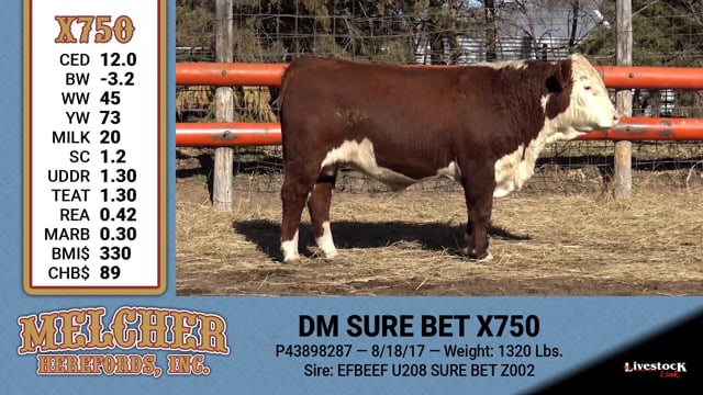 Lot #750 - DM SURE BET X750